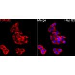 Immunofluorescence - Anti-TOMM5 Antibody (A329921) - Antibodies.com