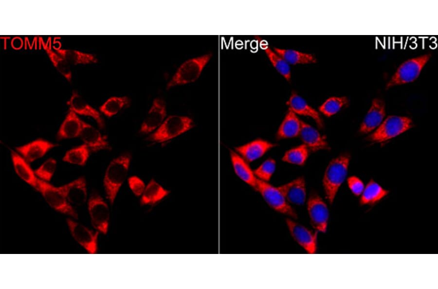 Immunofluorescence - Anti-TOMM5 Antibody (A329921) - Antibodies.com