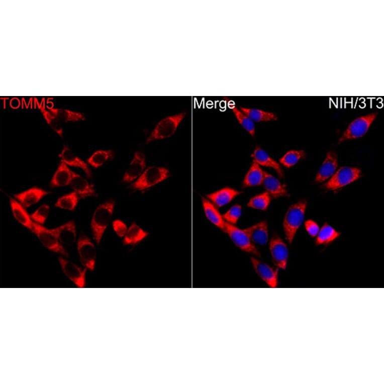 Immunofluorescence - Anti-TOMM5 Antibody (A329921) - Antibodies.com