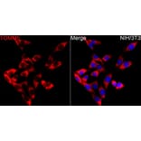 Immunofluorescence - Anti-TOMM5 Antibody (A329921) - Antibodies.com