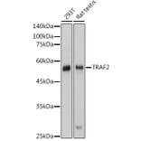 Western Blot - Anti-TRAF2 Antibody (A329923) - Antibodies.com