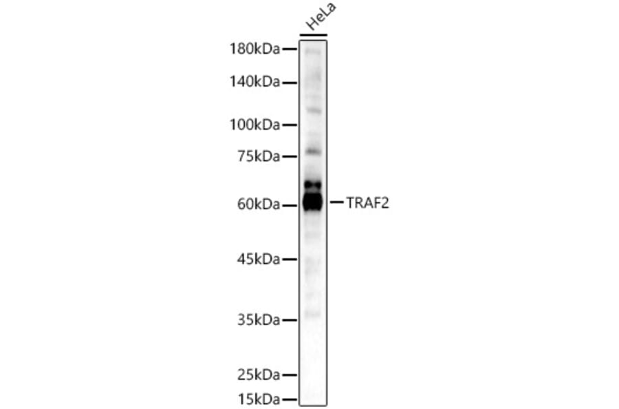 Western Blot - Anti-TRAF2 Antibody (A329923) - Antibodies.com