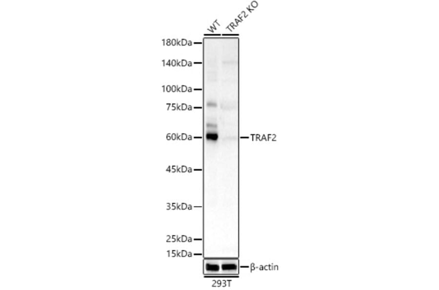 Western Blot - Anti-TRAF2 Antibody (A329923) - Antibodies.com