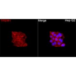 Immunofluorescence - Anti-TREM1 Antibody (A329927) - Antibodies.com
