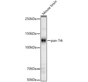 Western Blot - Anti-TrkA Antibody (A329929) - Antibodies.com