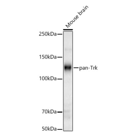 Western Blot - Anti-TrkA Antibody (A329929) - Antibodies.com