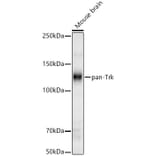 Western Blot - Anti-TrkA Antibody (A329929) - Antibodies.com