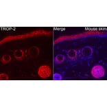 Immunofluorescence - Anti-TROP2 Antibody (A329930) - Antibodies.com