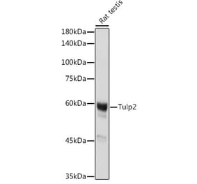 Western Blot - Anti-TULP2 Antibody (A329933) - Antibodies.com
