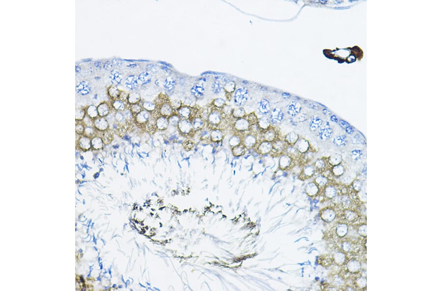 Immunohistochemistry - Anti-TULP2 Antibody (A329933) - Antibodies.com
