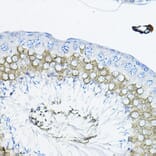 Immunohistochemistry - Anti-TULP2 Antibody (A329933) - Antibodies.com