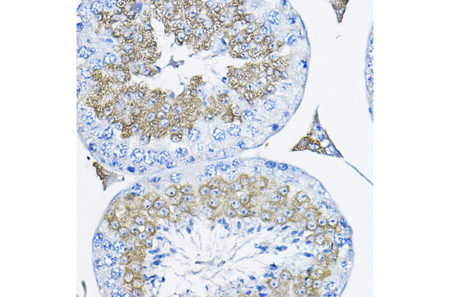 Immunohistochemistry - Anti-TULP2 Antibody (A329933) - Antibodies.com