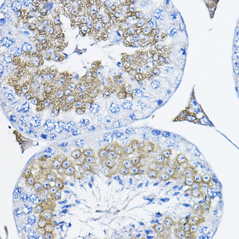 Immunohistochemistry - Anti-TULP2 Antibody (A329933) - Antibodies.com