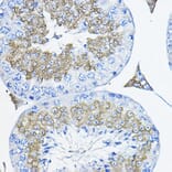 Immunohistochemistry - Anti-TULP2 Antibody (A329933) - Antibodies.com