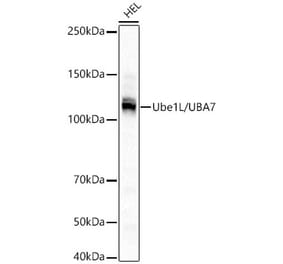 Western Blot - Anti-UBE1L Antibody [ARC3085] (A329935) - Antibodies.com