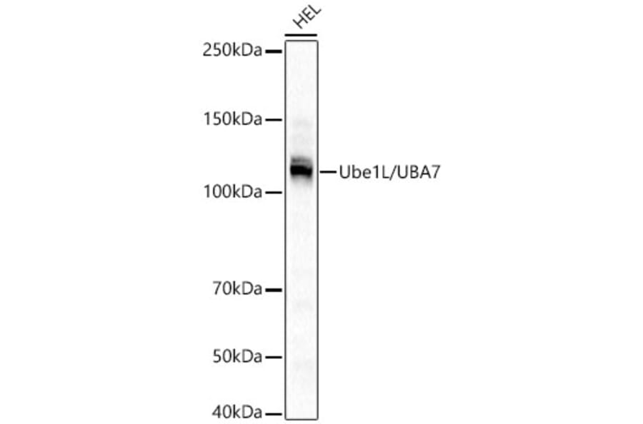 Western Blot - Anti-UBE1L Antibody [ARC3085] (A329935) - Antibodies.com