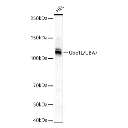 Western Blot - Anti-UBE1L Antibody [ARC3085] (A329935) - Antibodies.com