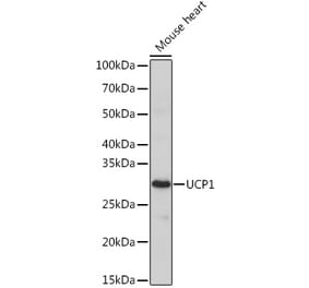 Western Blot - Anti-UCP1 Antibody (A329938) - Antibodies.com