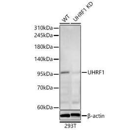 Western Blot - Anti-UHRF1 Antibody (A329939) - Antibodies.com