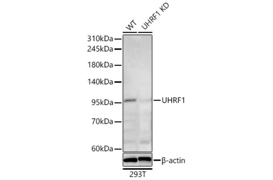 Western Blot - Anti-UHRF1 Antibody (A329939) - Antibodies.com