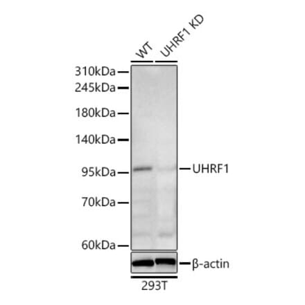 Western Blot - Anti-UHRF1 Antibody (A329939) - Antibodies.com