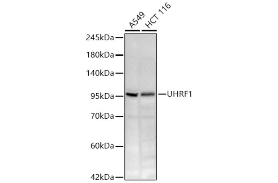 Western Blot - Anti-UHRF1 Antibody (A329939) - Antibodies.com