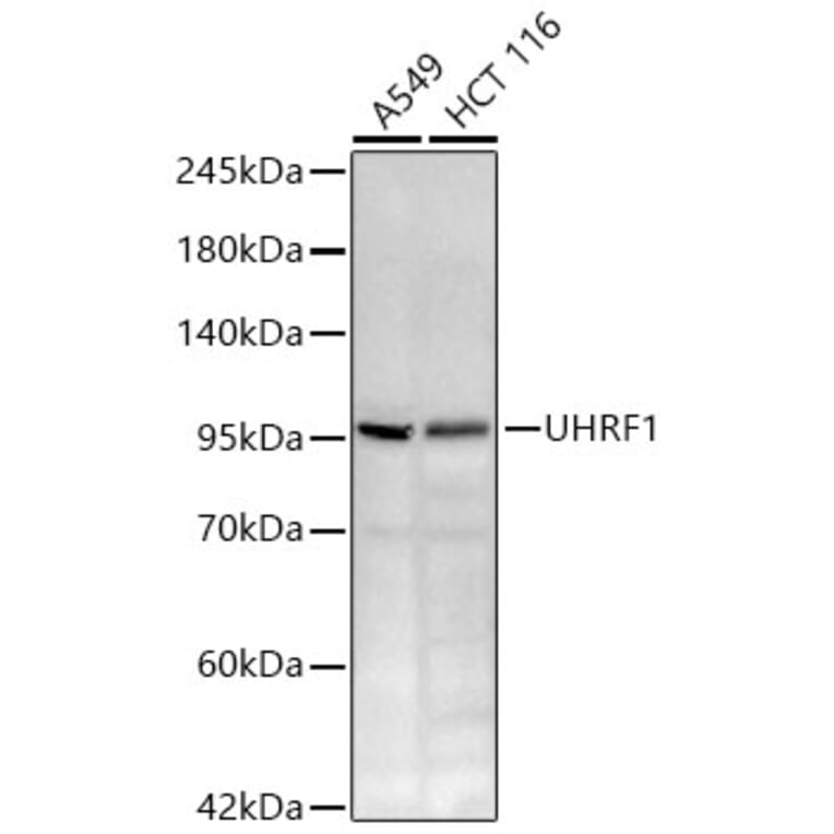 Western Blot - Anti-UHRF1 Antibody (A329939) - Antibodies.com