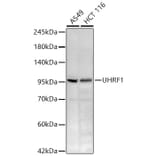 Western Blot - Anti-UHRF1 Antibody (A329939) - Antibodies.com