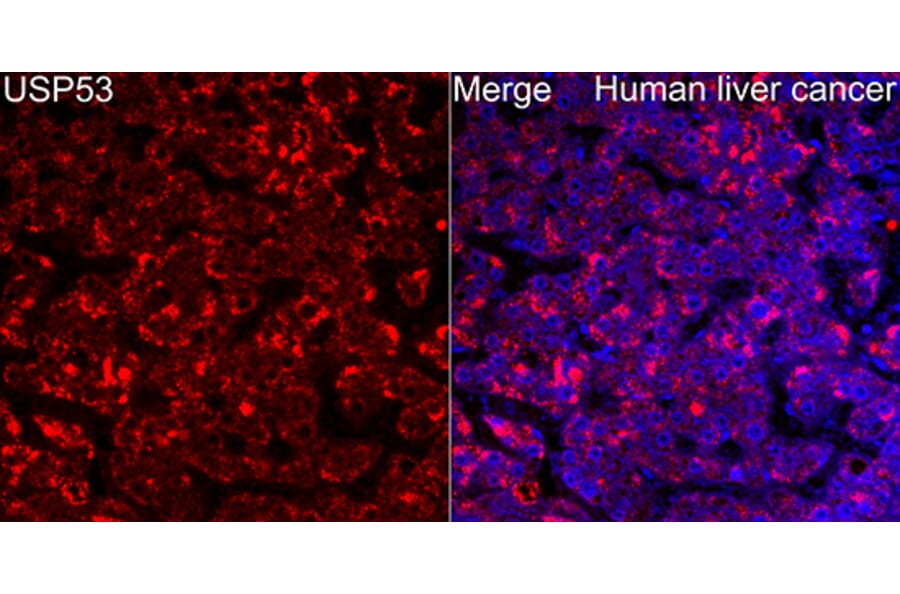 Immunofluorescence - Anti-USP53 Antibody (A329943) - Antibodies.com
