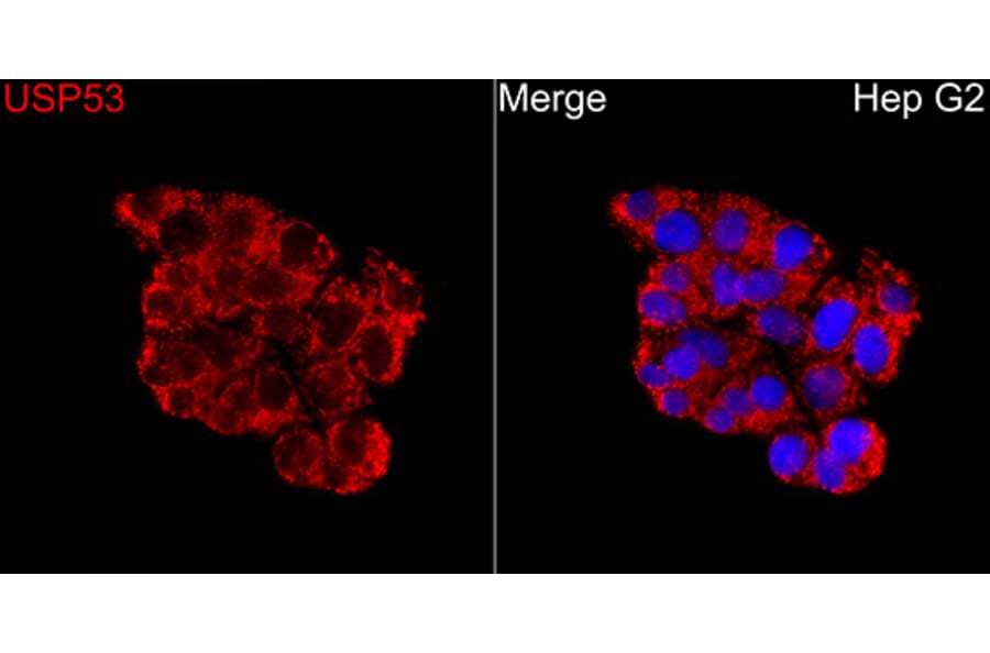 Immunofluorescence - Anti-USP53 Antibody (A329943) - Antibodies.com