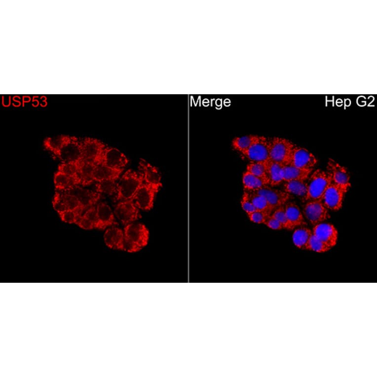 Immunofluorescence - Anti-USP53 Antibody (A329943) - Antibodies.com