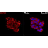 Immunofluorescence - Anti-USP53 Antibody (A329943) - Antibodies.com