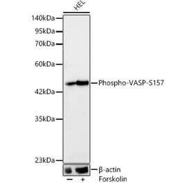 Western Blot - Anti-VASP (Phospho S157) Antibody (A329944) - Antibodies.com