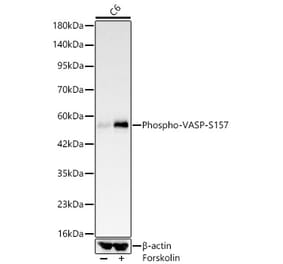 Western Blot - Anti-VASP (Phospho S157) Antibody [ARC64203] (A329945) - Antibodies.com