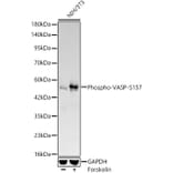 Western Blot - Anti-VASP (Phospho S157) Antibody [ARC64203] (A329945) - Antibodies.com