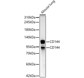 Western Blot - Anti-VE Cadherin Antibody (A329948) - Antibodies.com