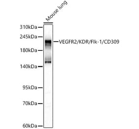 Western Blot - Anti-VEGF Receptor 2 Antibody (A329952) - Antibodies.com