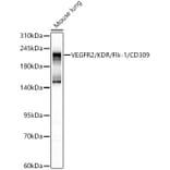Western Blot - Anti-VEGF Receptor 2 Antibody (A329952) - Antibodies.com