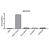 Standard Curve - Anti-VEGFA Antibody (A329953) - Antibodies.com