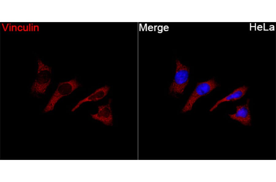 Immunofluorescence - Anti-Vinculin Antibody (A329959) - Antibodies.com