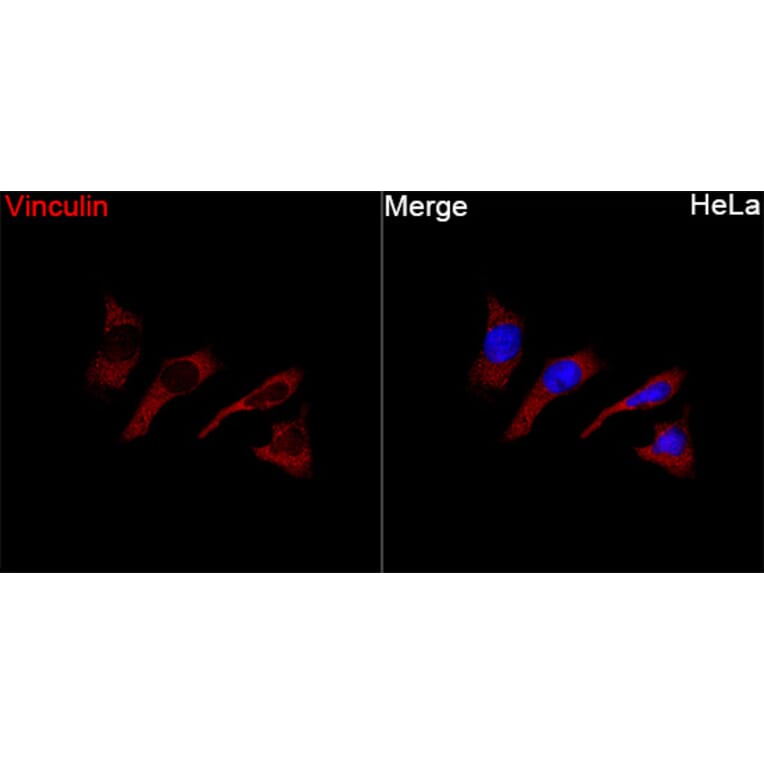 Immunofluorescence - Anti-Vinculin Antibody (A329959) - Antibodies.com