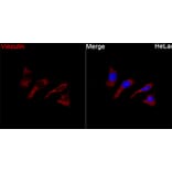 Immunofluorescence - Anti-Vinculin Antibody (A329959) - Antibodies.com