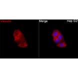 Immunofluorescence - Anti-Vinculin Antibody (A329959) - Antibodies.com