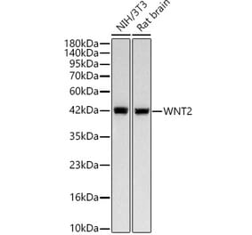 Western Blot - Anti-Wnt2 Antibody [ARC58485] (A329963) - Antibodies.com