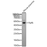 Western Blot - Anti-Yipf6 Antibody (A329968) - Antibodies.com