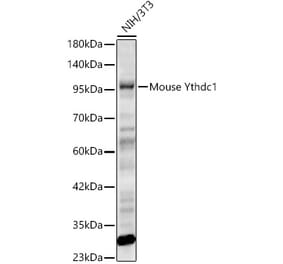 Western Blot - Anti-YTHDC1 Antibody (A329969) - Antibodies.com