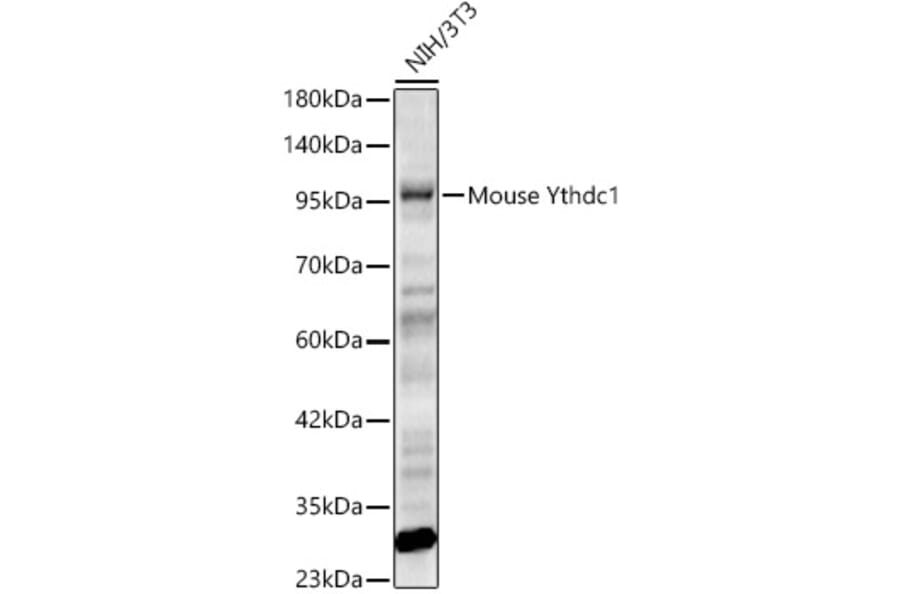 Western Blot - Anti-YTHDC1 Antibody (A329969) - Antibodies.com