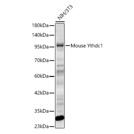 Western Blot - Anti-YTHDC1 Antibody (A329969) - Antibodies.com