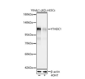 Western Blot - Anti-YTHDC1 Antibody [ARC66394] (A329970) - Antibodies.com