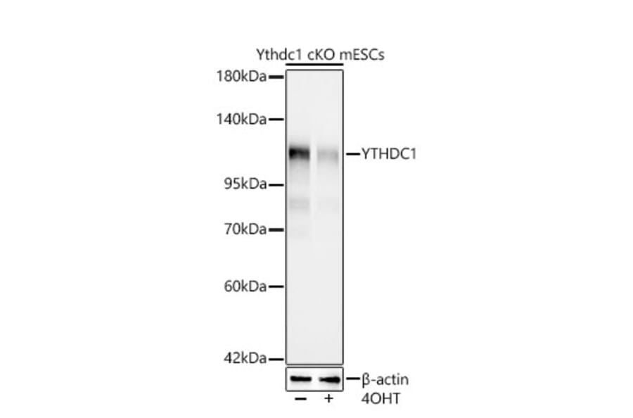 Western Blot - Anti-YTHDC1 Antibody [ARC66394] (A329970) - Antibodies.com
